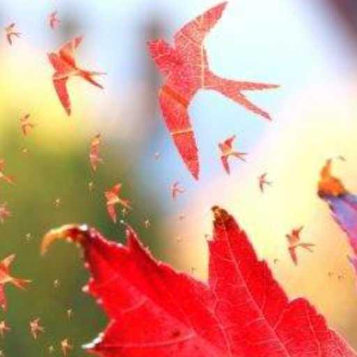 كلمات اغنية هيثم عادل – طايرة مكتوبة