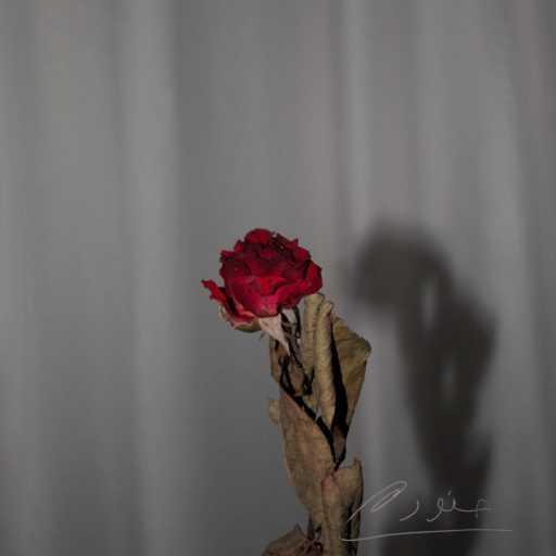 كلمات اغنية حنوره – kont ana tayeh مكتوبة