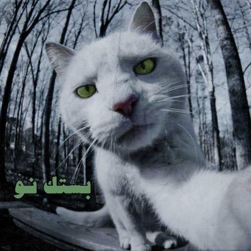 كلمات اغنية شاهين – بستك ناو مكتوبة