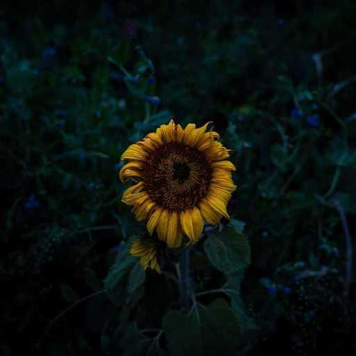 كلمات اغنية علاء | alaa – شاب بعمر الورد مكتوبة