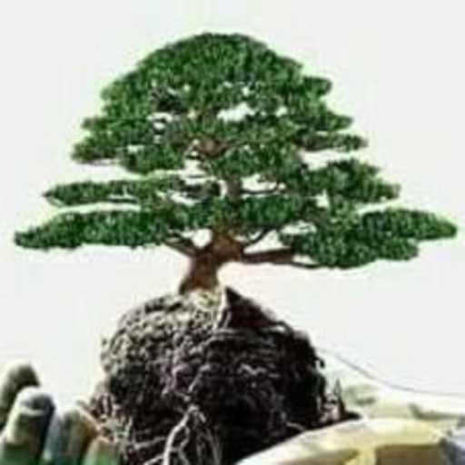 كلمات اغنية Ibrahim H Baltagi – نشيد الشجرة مكتوبة